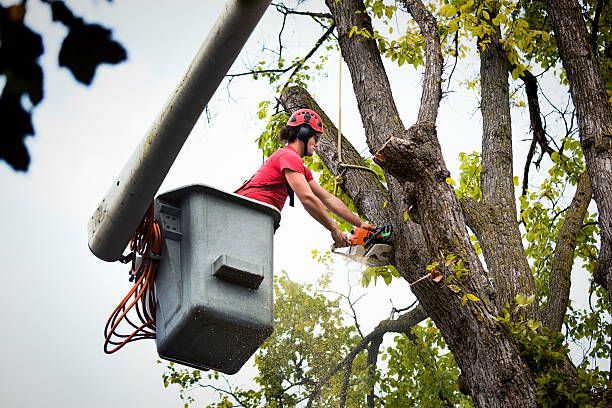 Best Affordable Tree Service  in Orlovista, FL